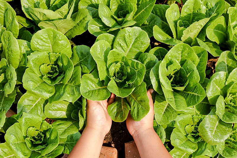 Home Garden in Colorado Springs